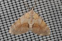 Pennithera firmata firmata