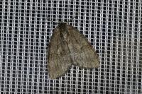 Epirrita