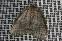 Epirrita