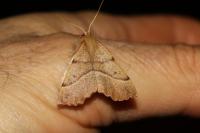 Colotois pennaria