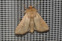 Mythimna albipuncta
