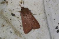 Mythimna albipuncta