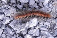 Macrothylacia rubi