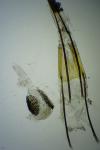 Phycitodes inquinatella
