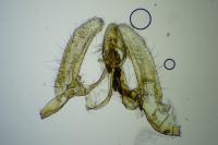 Ancylosis oblitella