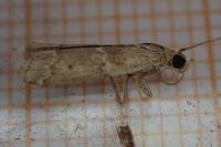Ancylosis oblitella
