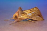 Plusia festucae