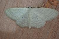 Idaea elongaria