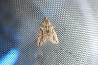 Thera cupressata