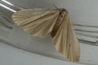Pelosia muscerda