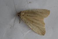 Pelosia muscerda