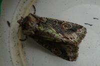 Allophyes oxyacanthae