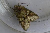 Dryobotodes roboris