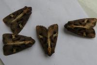 Trigonophora flammea