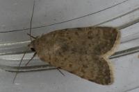Caradrina