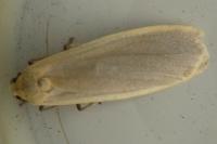 Katha depressa