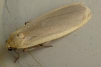Katha depressa