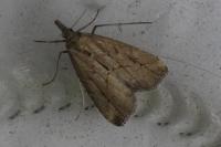 Schrankia costaestrigalis