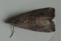 Schrankia costaestrigalis