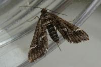 Diasemiopsis ramburialis