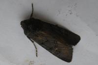 Aporophyla nigra