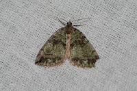 Hydriomena furcata