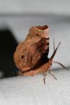 Selenia tetralunaria