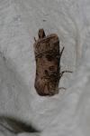 Agrotis clavis clavis
