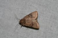 Hoplodrina octogenaria