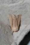 Mythimna impura