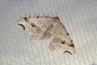 Macaria alternata