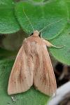 Rhizedra lutosa