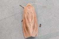 Rhizedra lutosa