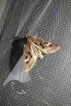 Trigonophora flammea