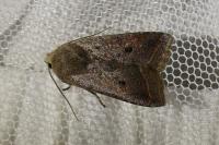 Leptologia lota