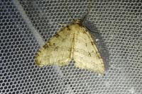 Aplocera efformata/plagiata