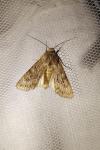 Aporophyla australis