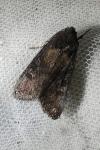 Aporophyla nigra