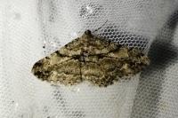 Peribatodes rhomboidaria rhomboidaria