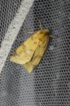 Cirrhia icteritia