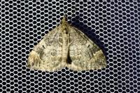 Dysstroma truncata