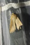 Mythimna unipuncta