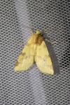 Cirrhia icteritia