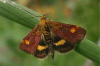 Pyrausta aurata
