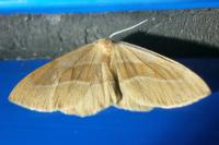 Hylaea fasciaria