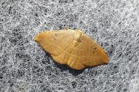 Watsonalla binaria