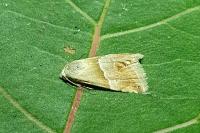 Eublemma parva