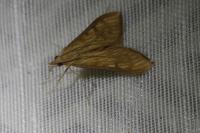 Antigastra catalaunalis