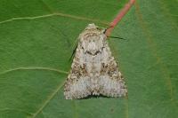 Hecatera bicolorata