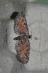 Eupithecia icterata